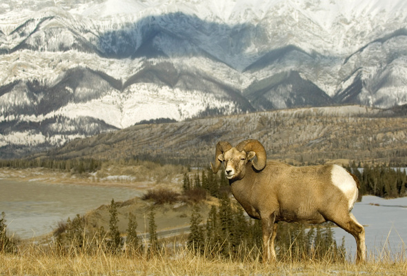 Bighorn Sheep Alberta Canada Desktop Wallpaper Animals Goodwp