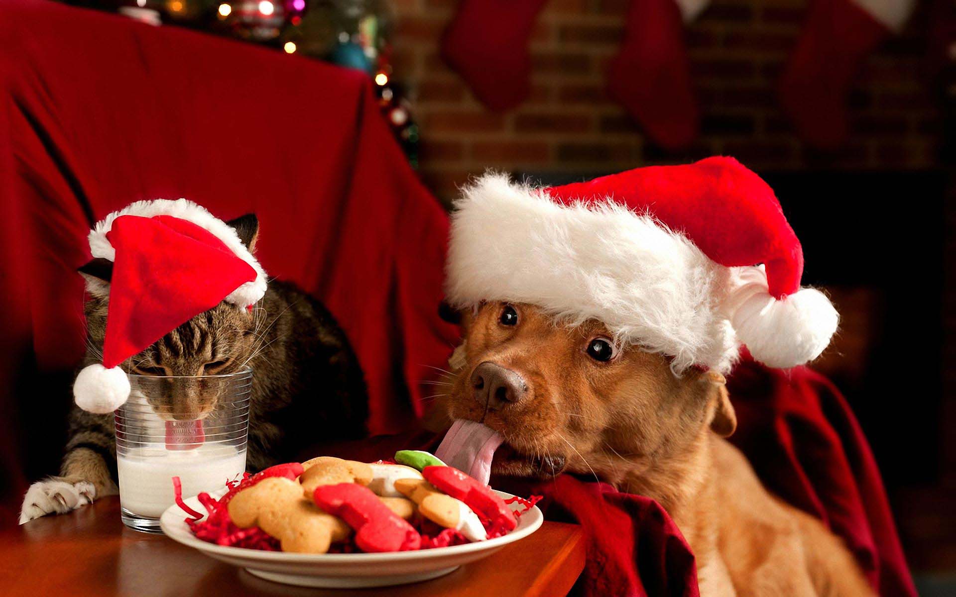 Funny Christmas Dogs HD Wallpaper