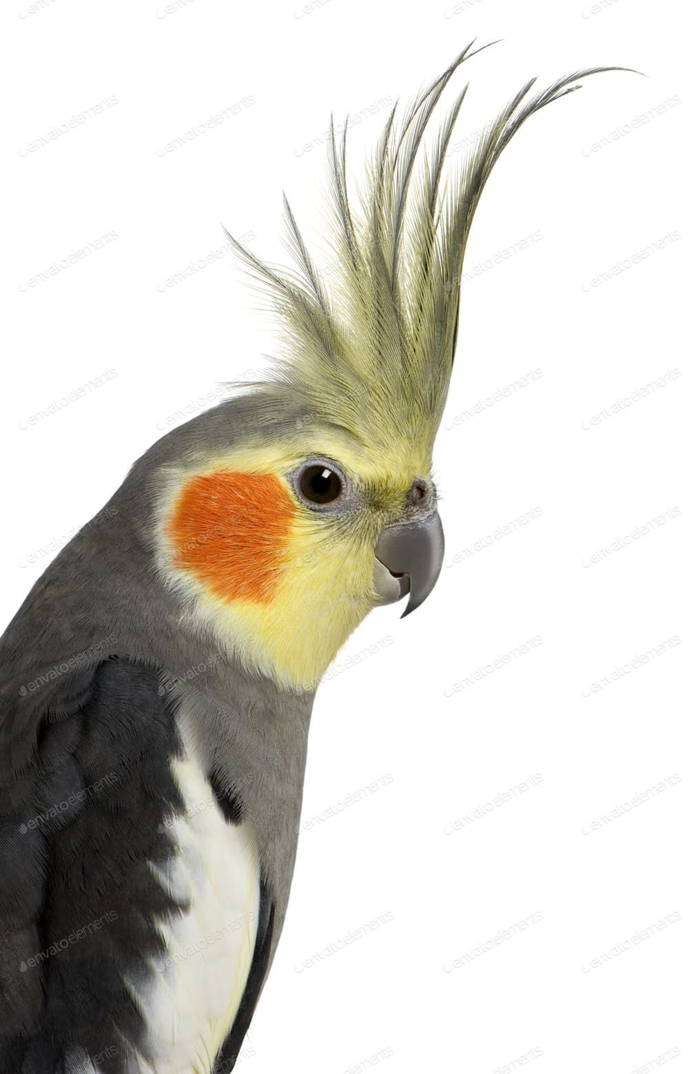Cockatiel Nymphicus Hollandicus In Front Of White Background By