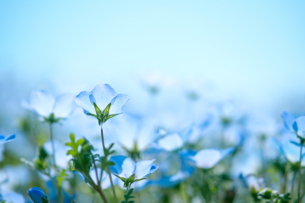 500 Blue Flower Pictures [HD] Download Free Images on