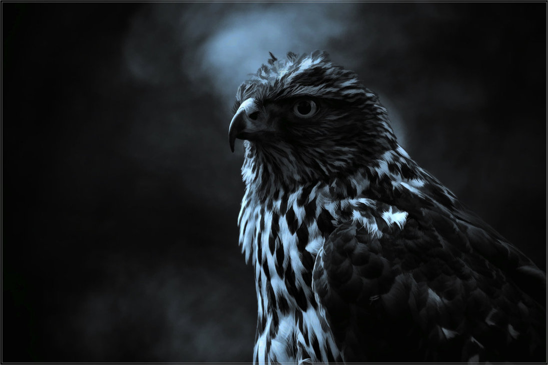 Painted Hawk Wallpaper by PimArt on