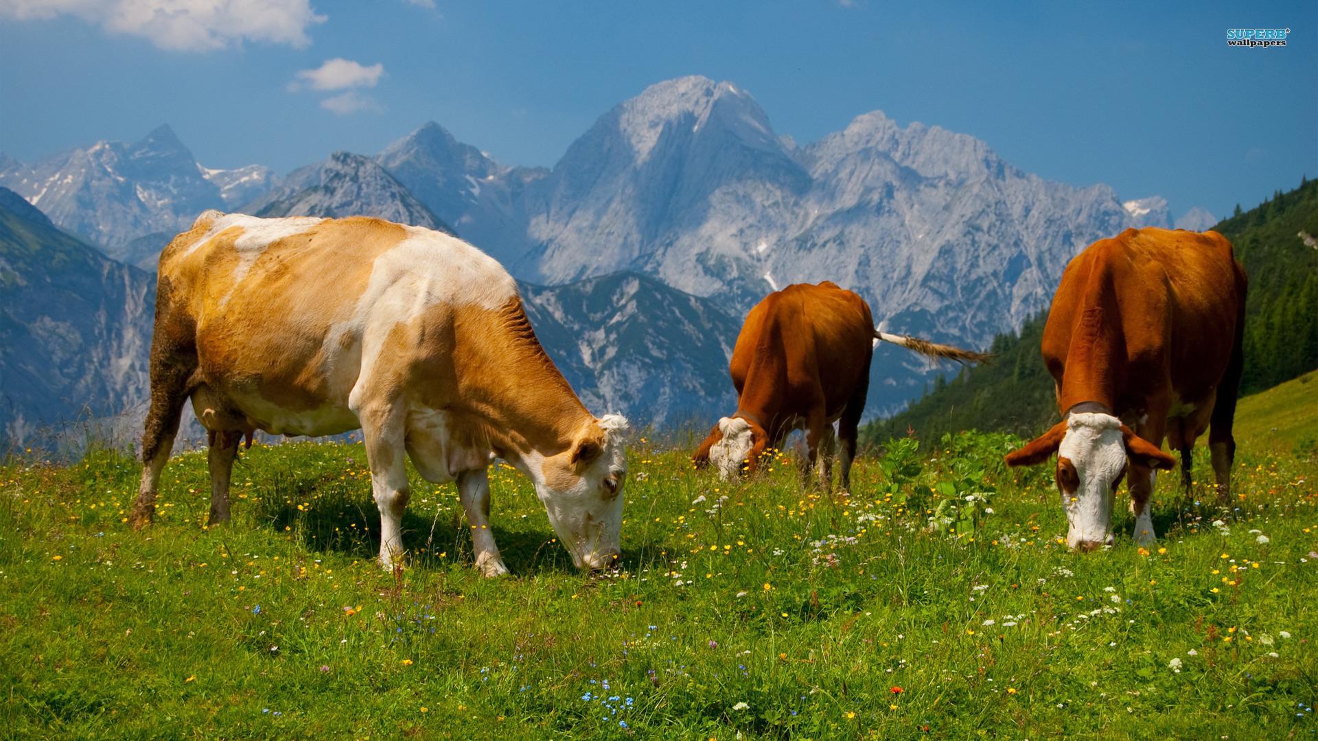 Vaches Qui Paissent Sur La Belle Alpes HD Papier Peint De