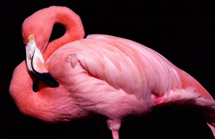 Black Background Beak Bird Flamingo Pink