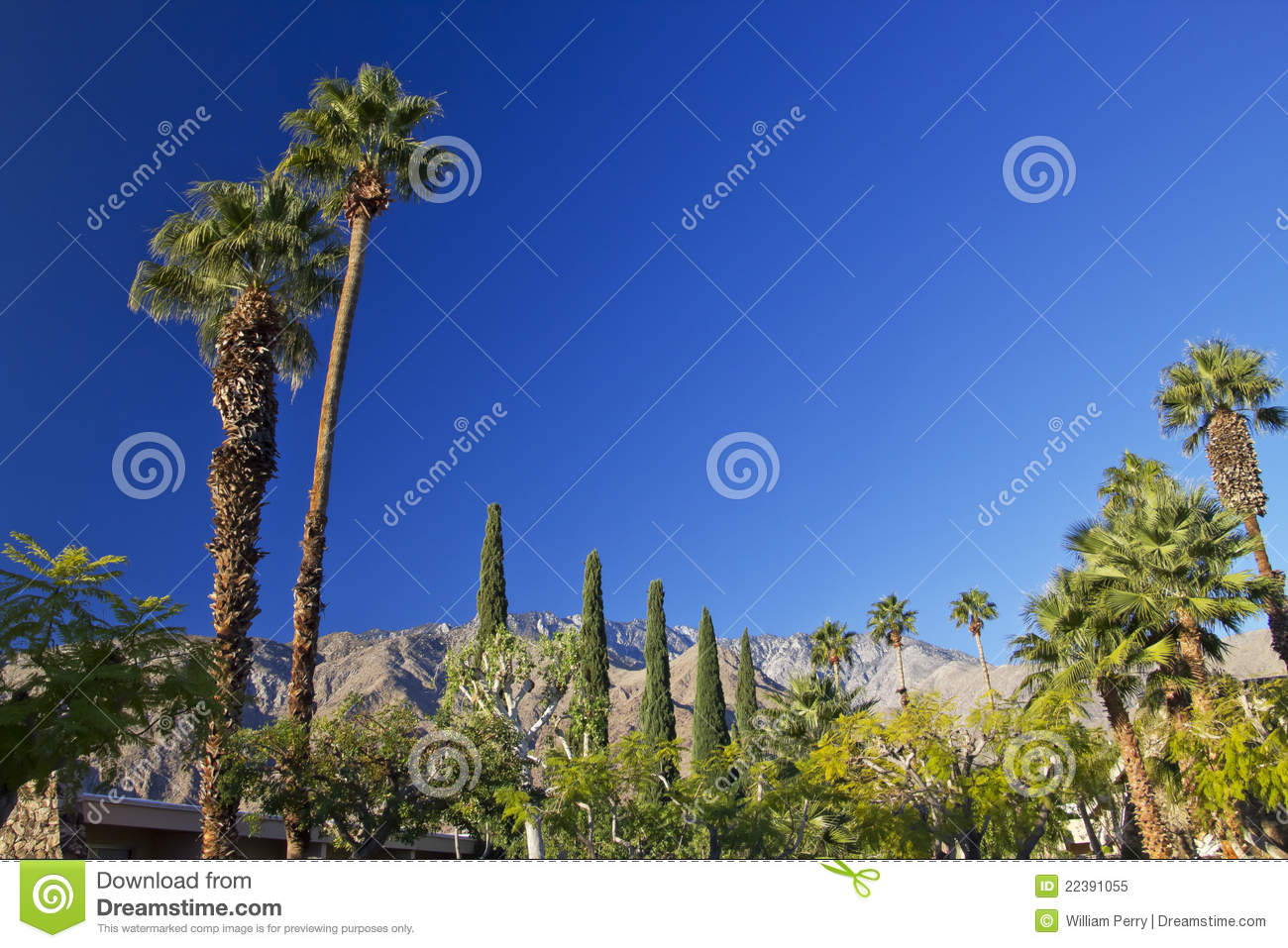 Fan Palms Trees Palm Springs California Jpg