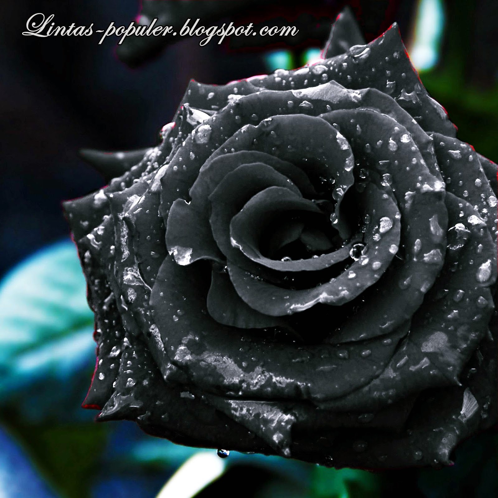  gambar gambar bunga mawar hitam tersebut sebagai wallpaper yang cantik 1600x1600