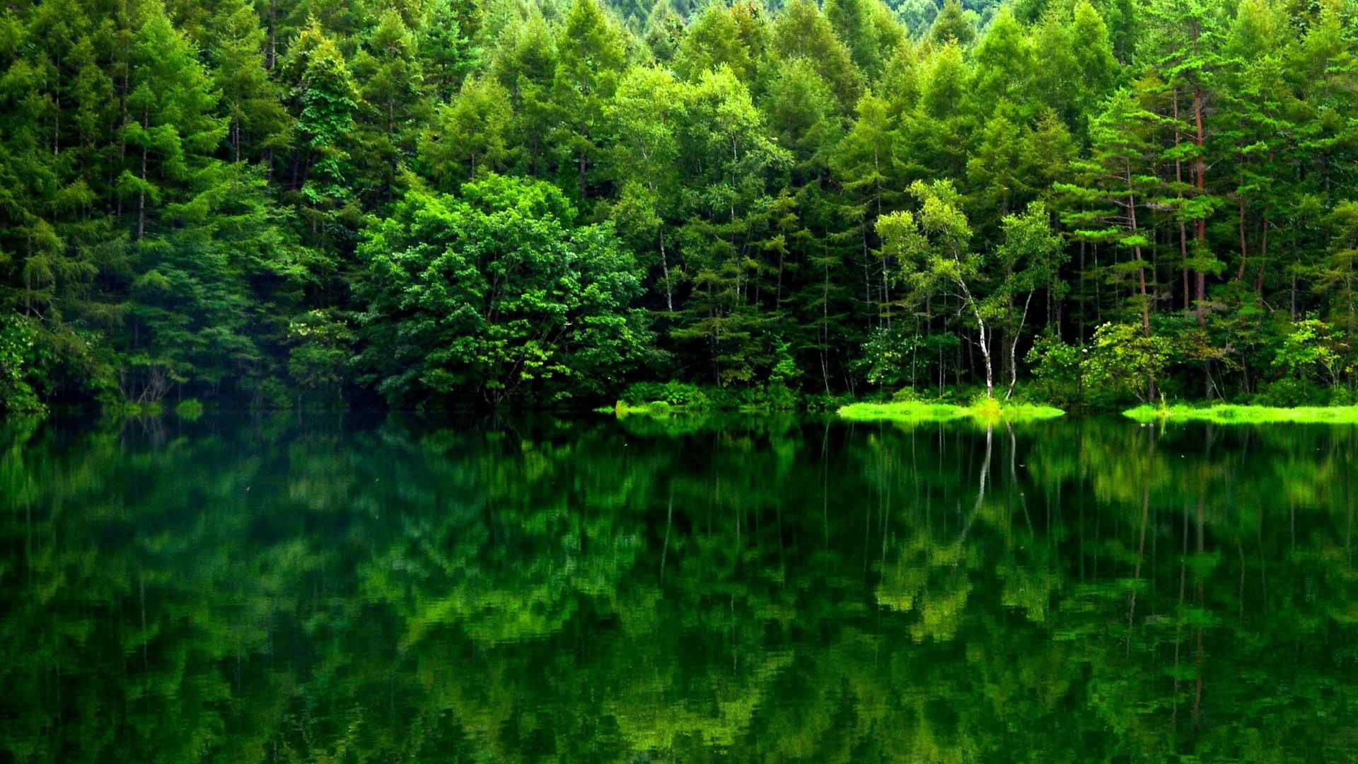 Forest Wallpaper