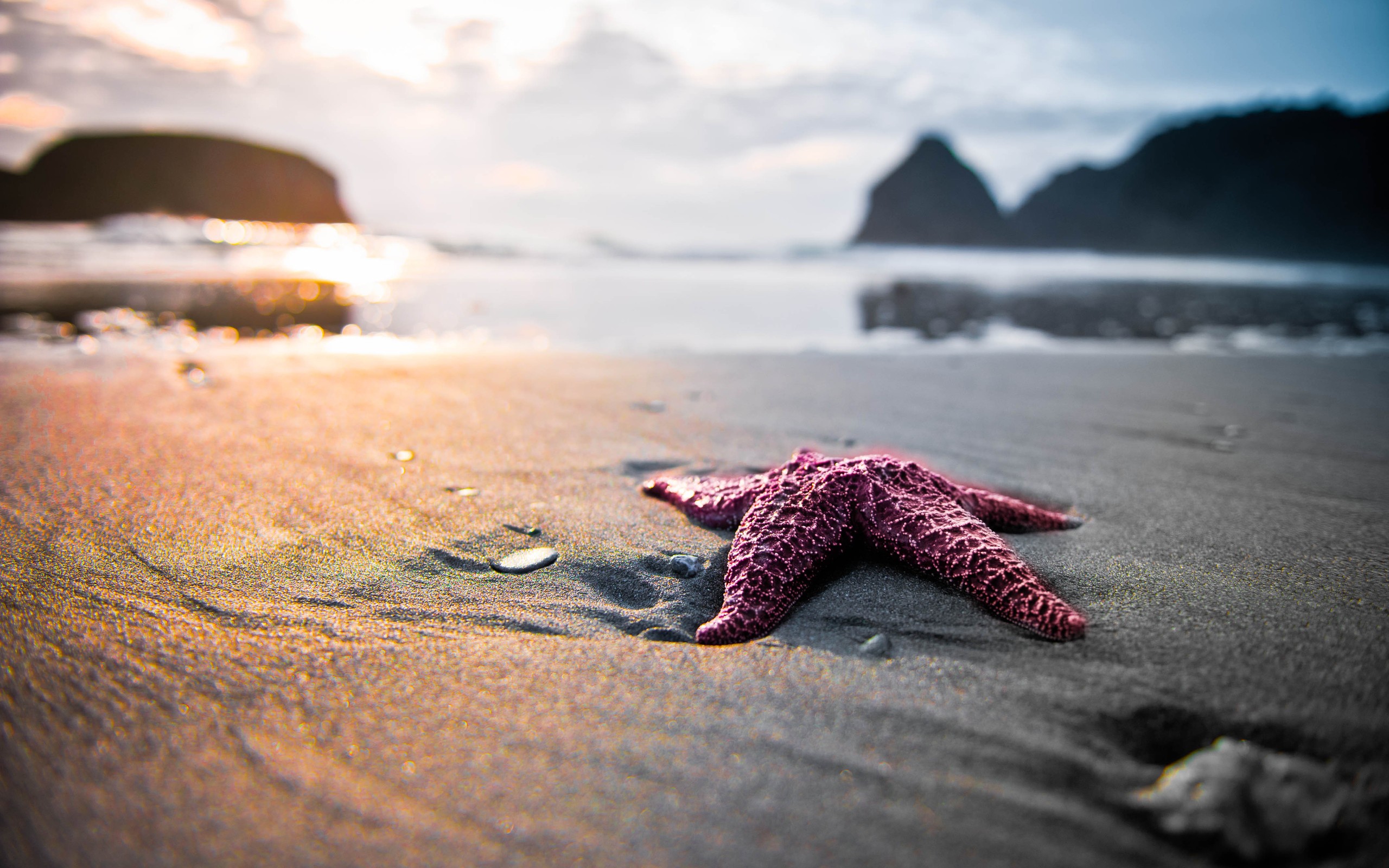Pink Starfish On The Beach
