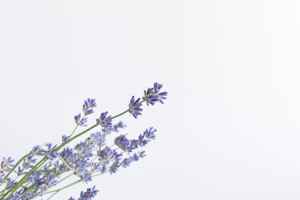 Lavender Pictures Download là cơ hội để bạn sở hữu những bức ảnh hoa oải hương đẹp nhất. Từ những bông hoa nở rộ cho đến những toả sáng trên đồ sộ núi rừng, bạn sẽ được tận hưởng hương thơm của hoa oải hương mỗi lúc mở màn hình.