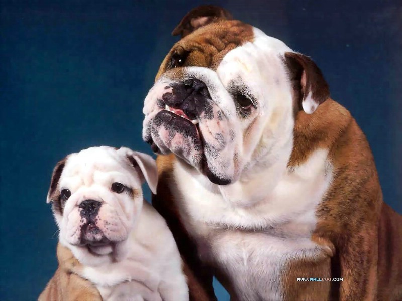Bulldogs Desktop Wallpaper