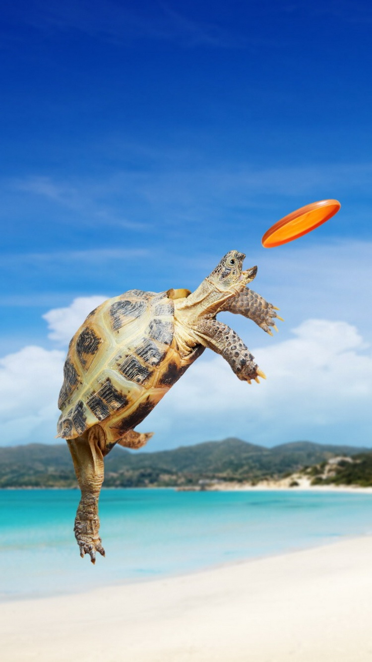 Turtle Frisbee Beach iPhone Wallpaper HD