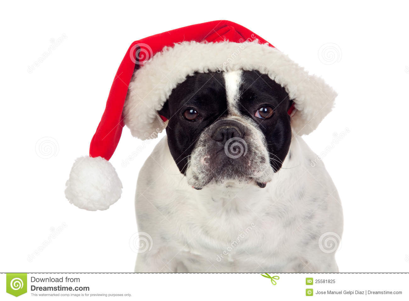 Christmas French Bulldog Black And White Photo Card Auto Design Tech
