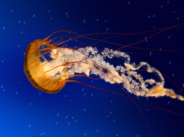 visit homepage of jelly fish animated wallpaper download jelly fish