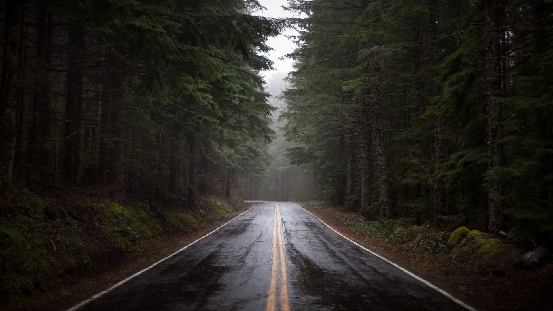 Rainy Forest Road Wallpaper