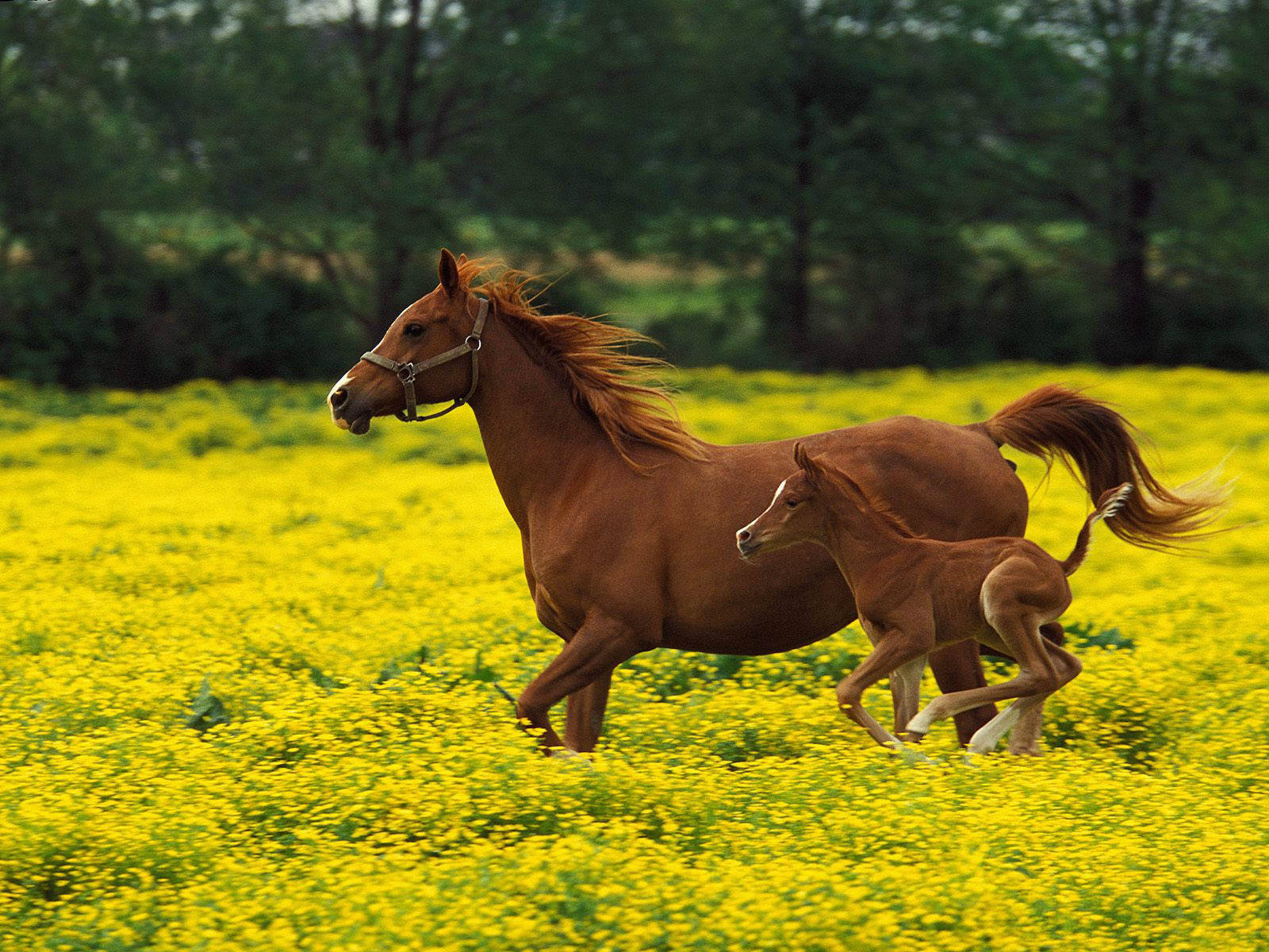 Brown Horses Wallpaper HD Background