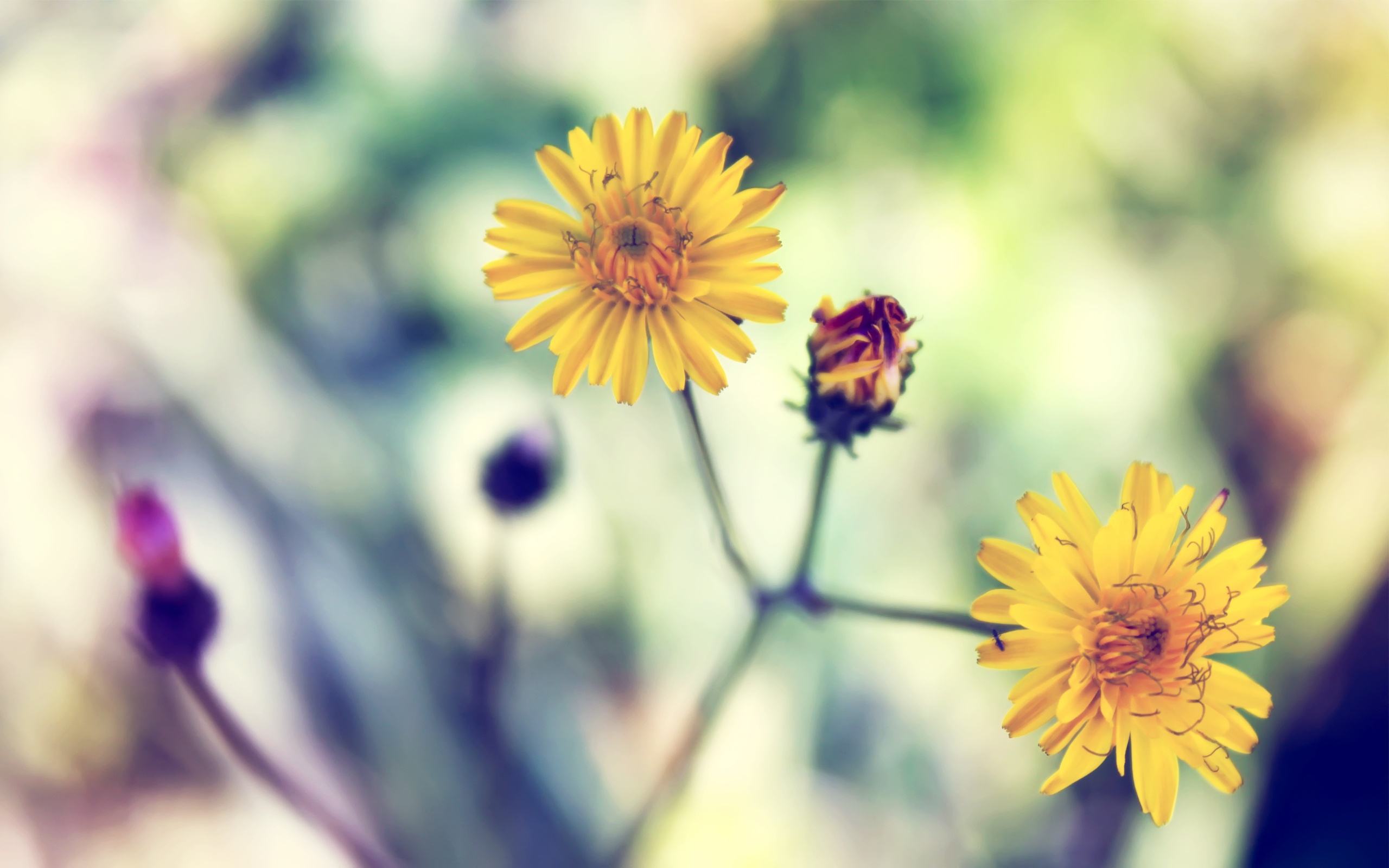 Yellow Spring Daisy Flowers Desktop Wallpaper