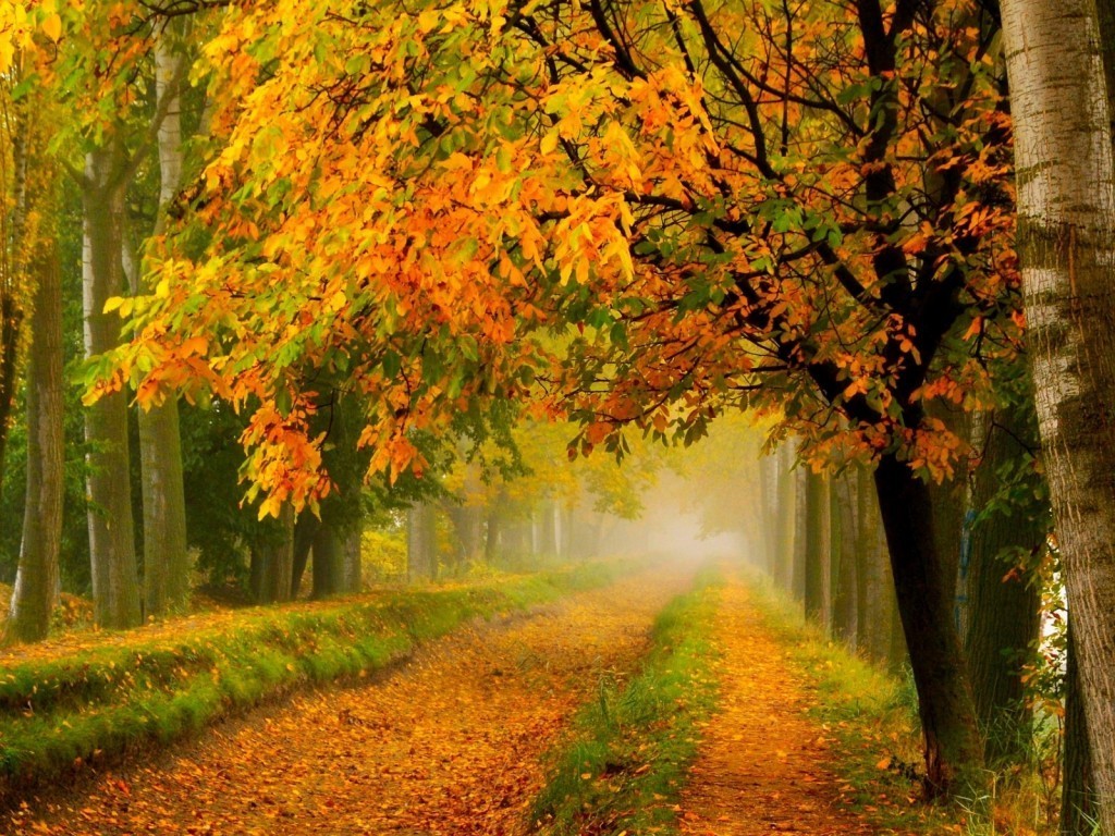 Autumn Path Yellow Leaves HD Wallpaper Happy