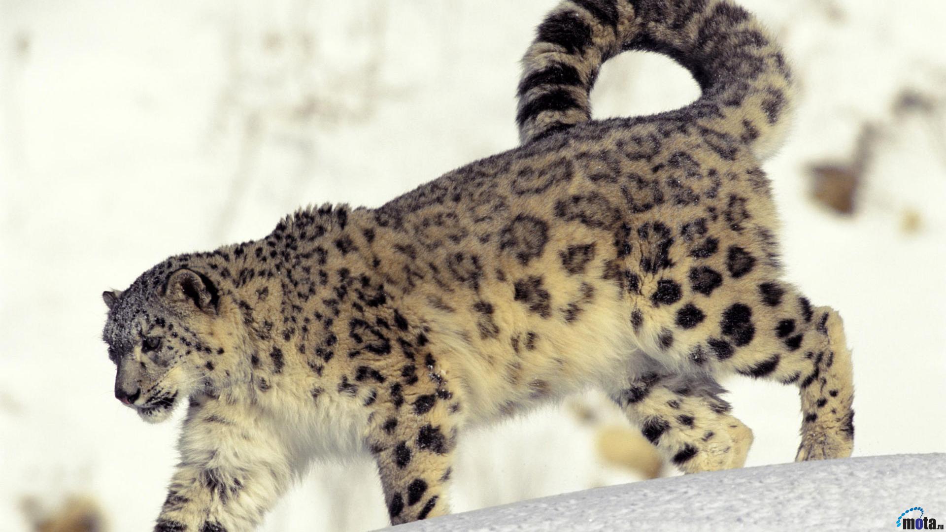 Wallpaper Snow Leopard Uncia X HDtv 1080p Desktop