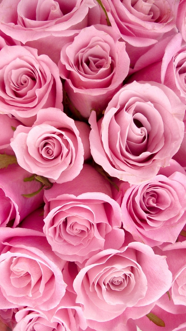 Pink Roses iPhone Wallpaper