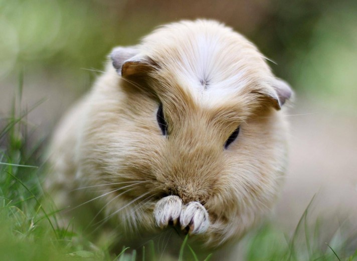 Guinea Pig HD Background Full Size