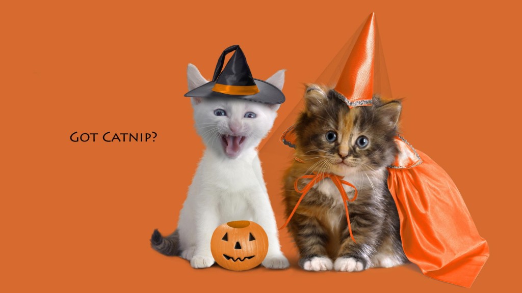 Happy Halloween Cats HD Wallpaper Stylish