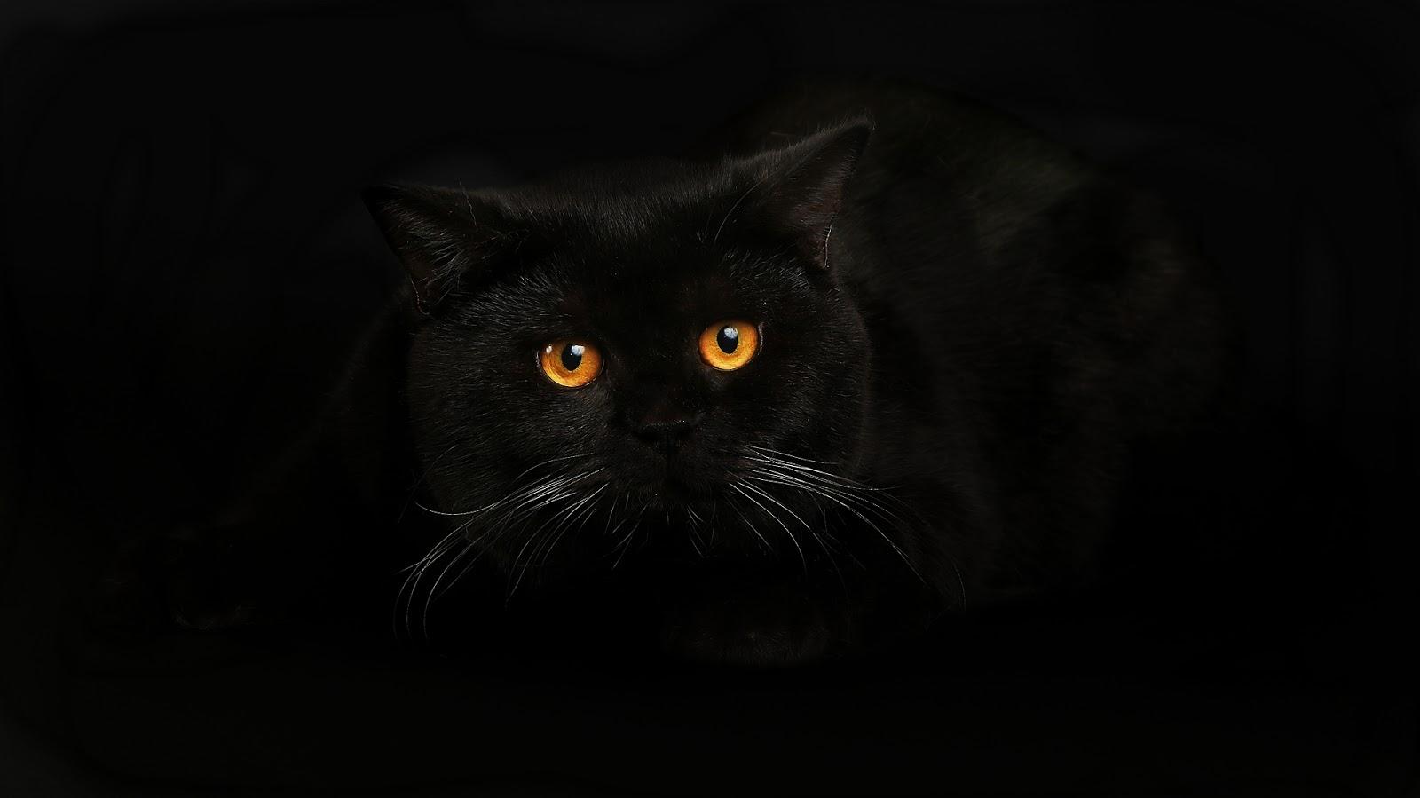 Black Cat Wallpaper Best HD