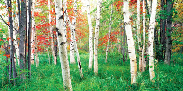 Aspen Grove Wall Mural Three Sizes Available Sticker Outlet