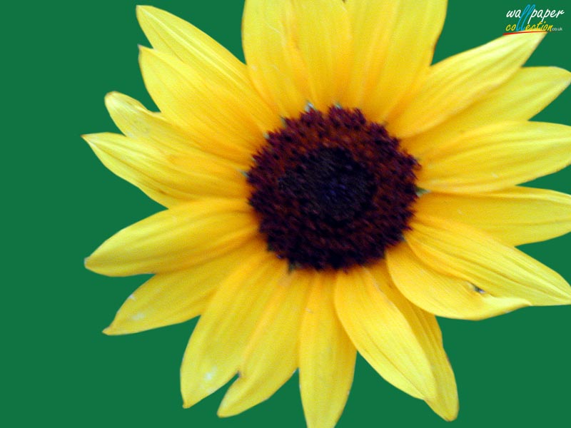 Sunflower Screensavers Free