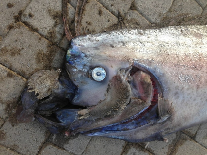 Two Giant Oarfish Wash Onto California Coast Making Scientists