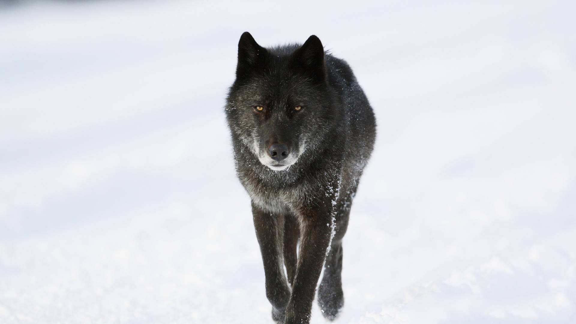 Top Cool Black Wolf Wallpaper Full HD 4k To Use