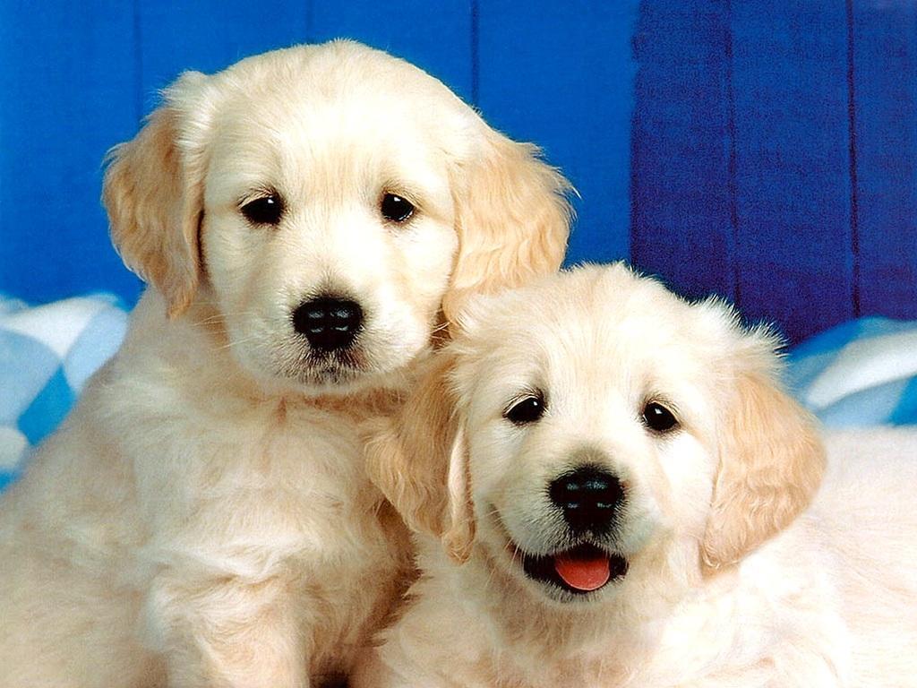 Cute Dog Wallpaper