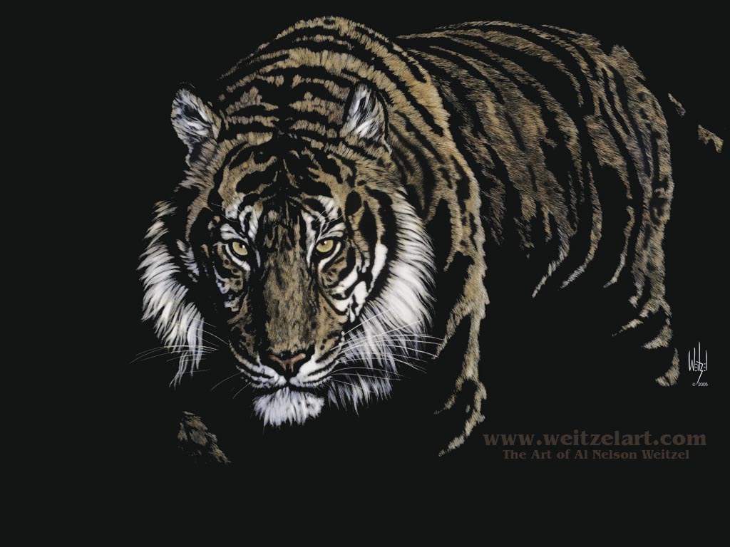 Desktop Wallpaper Background Tiger Animals