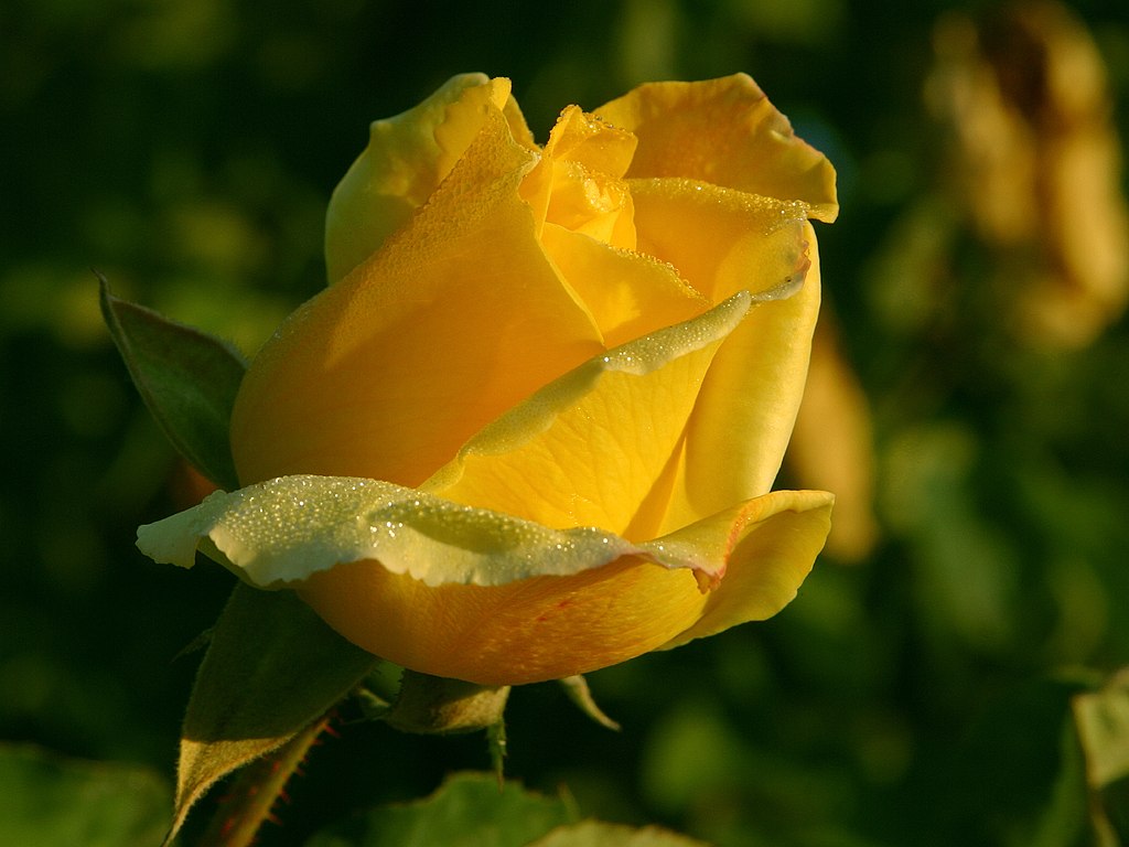 Yellow Rose Flowers Flower HD Wallpaper Image Pictures Tattoos