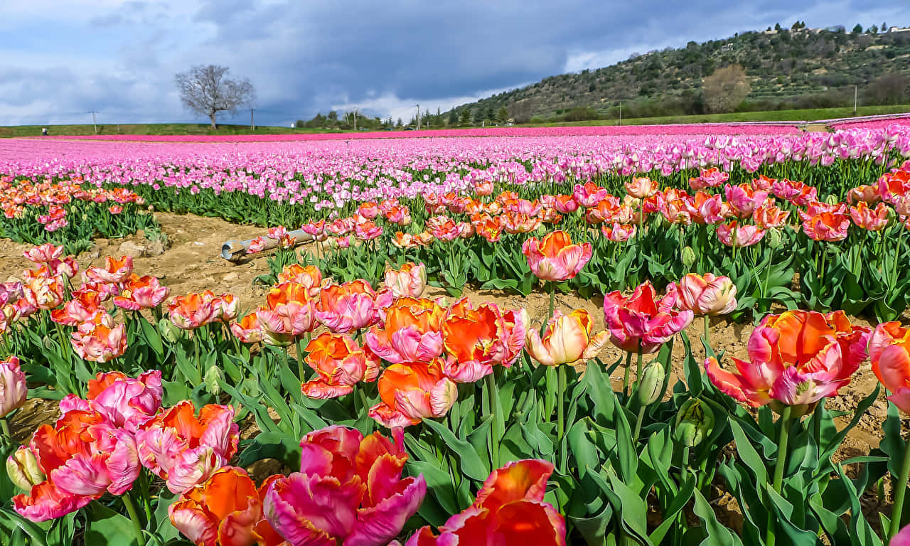 Vast Rose Field Wallpaper