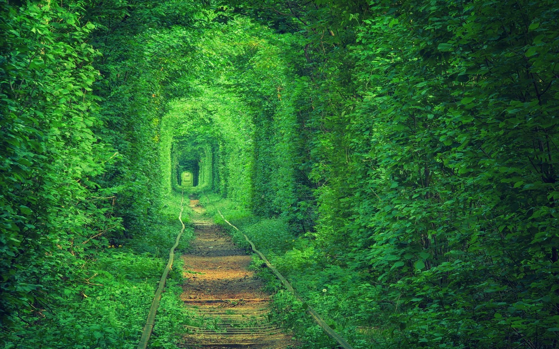 Green Tunnel Path Nature Forest Trees Wallpaper HD Desktop