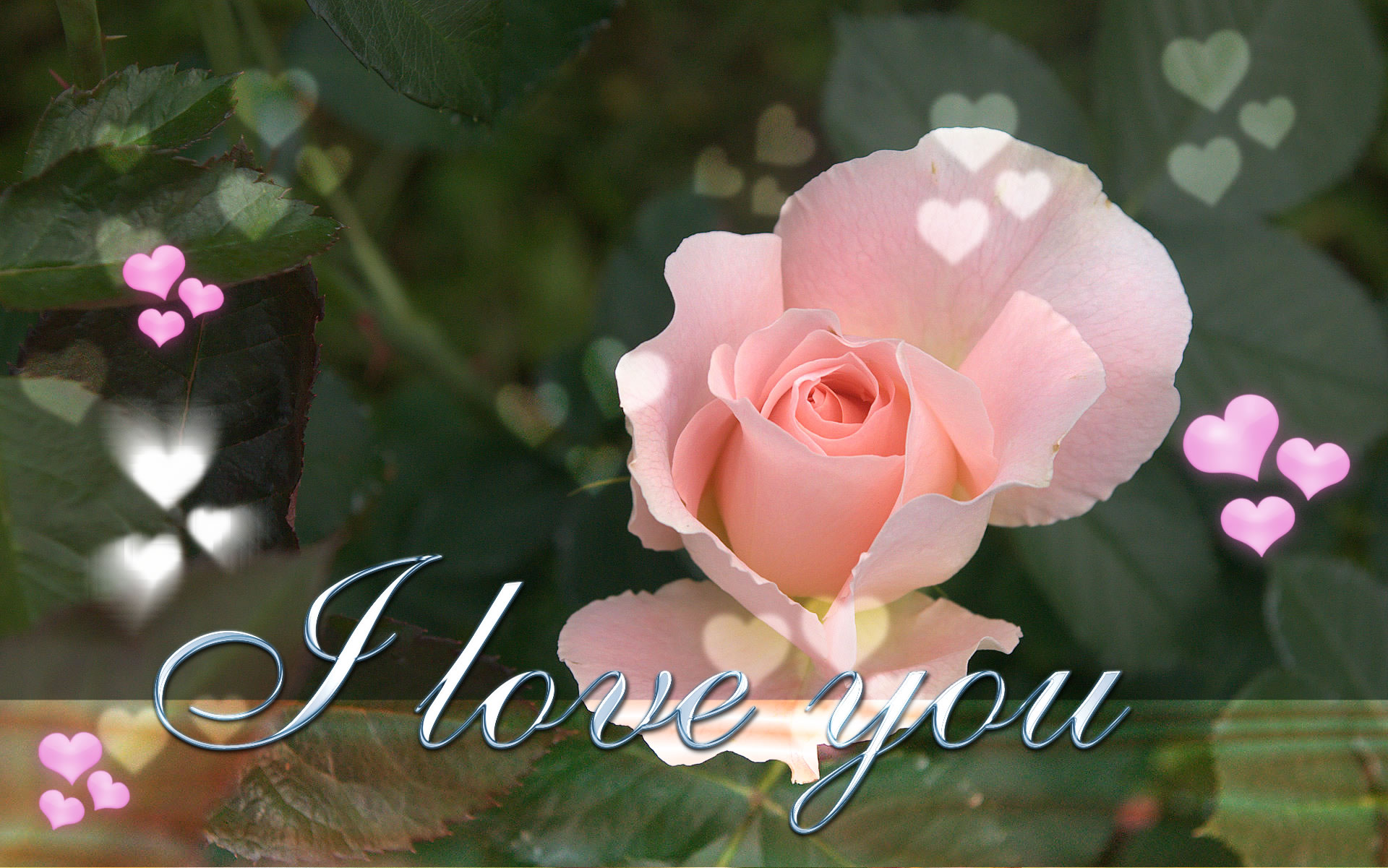 Beautiful I Love You Wallpaper Image Amp Pictures Becuo
