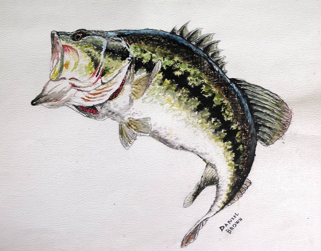 Largemouth Bass Drawing Color