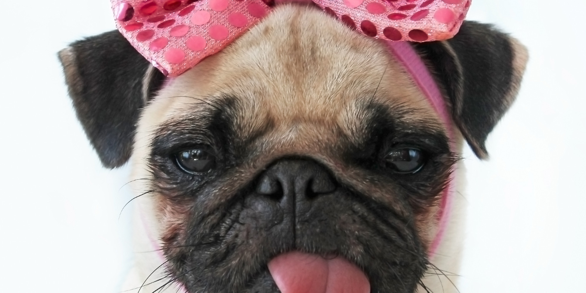 Cute Pug Dog With Rose Bow Photo And Wallpaper Beautiful