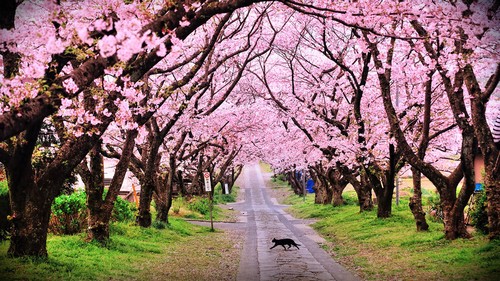 Cherry Blossom Picture For Desktop