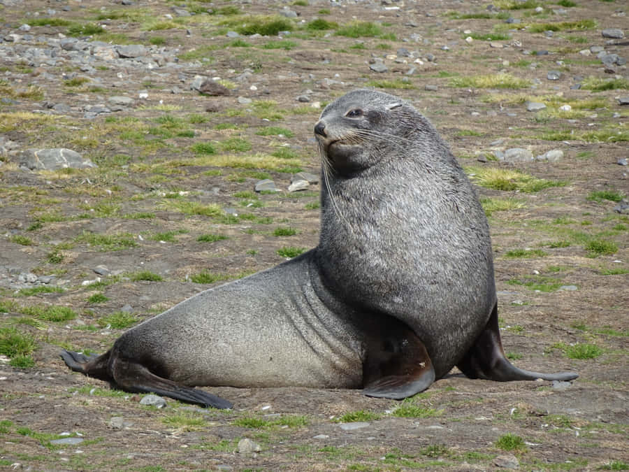 Southern Fur Seal Wallpaper