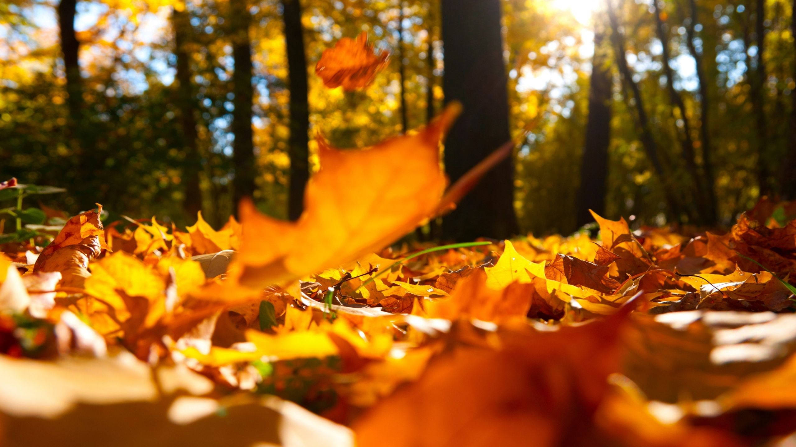 Fall Maple Leaves Wallpaper