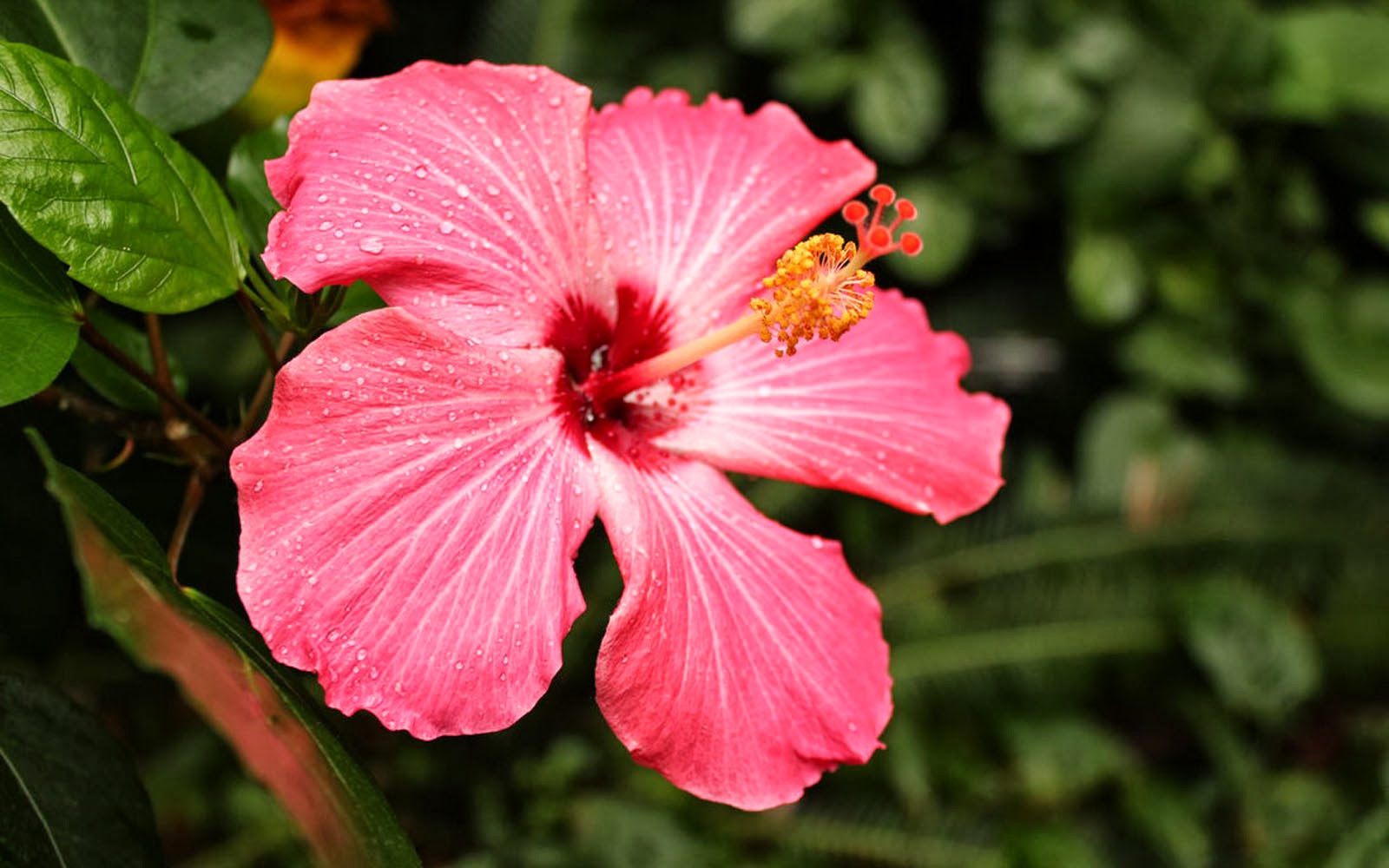 Hibiscus Flower Desktop Background Pink Photos