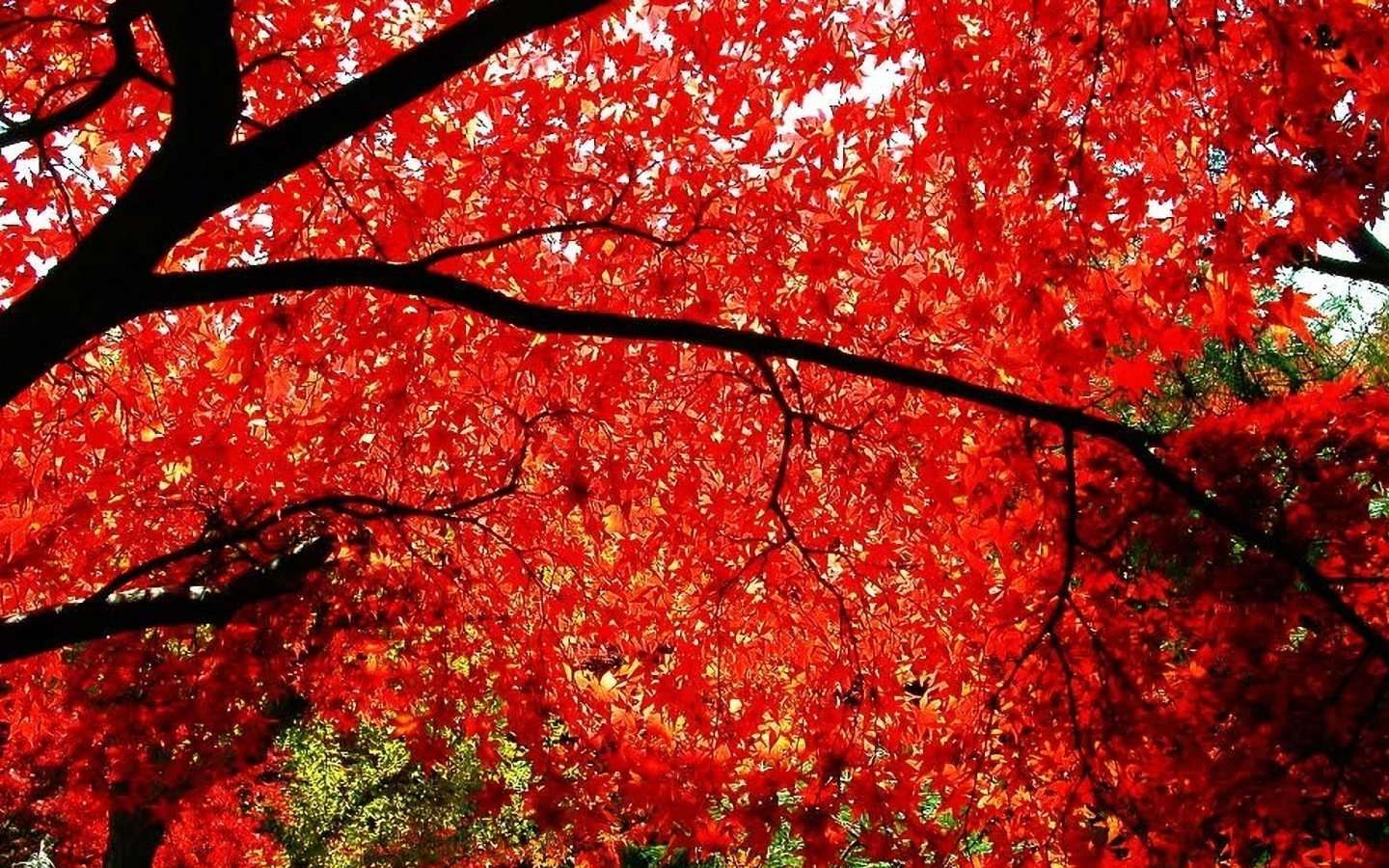 Red Maple Leaves Wallpaper In
