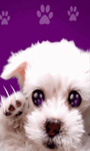 Bigger Cute Puppy Lick Live Wallpaper For Android Screenshot