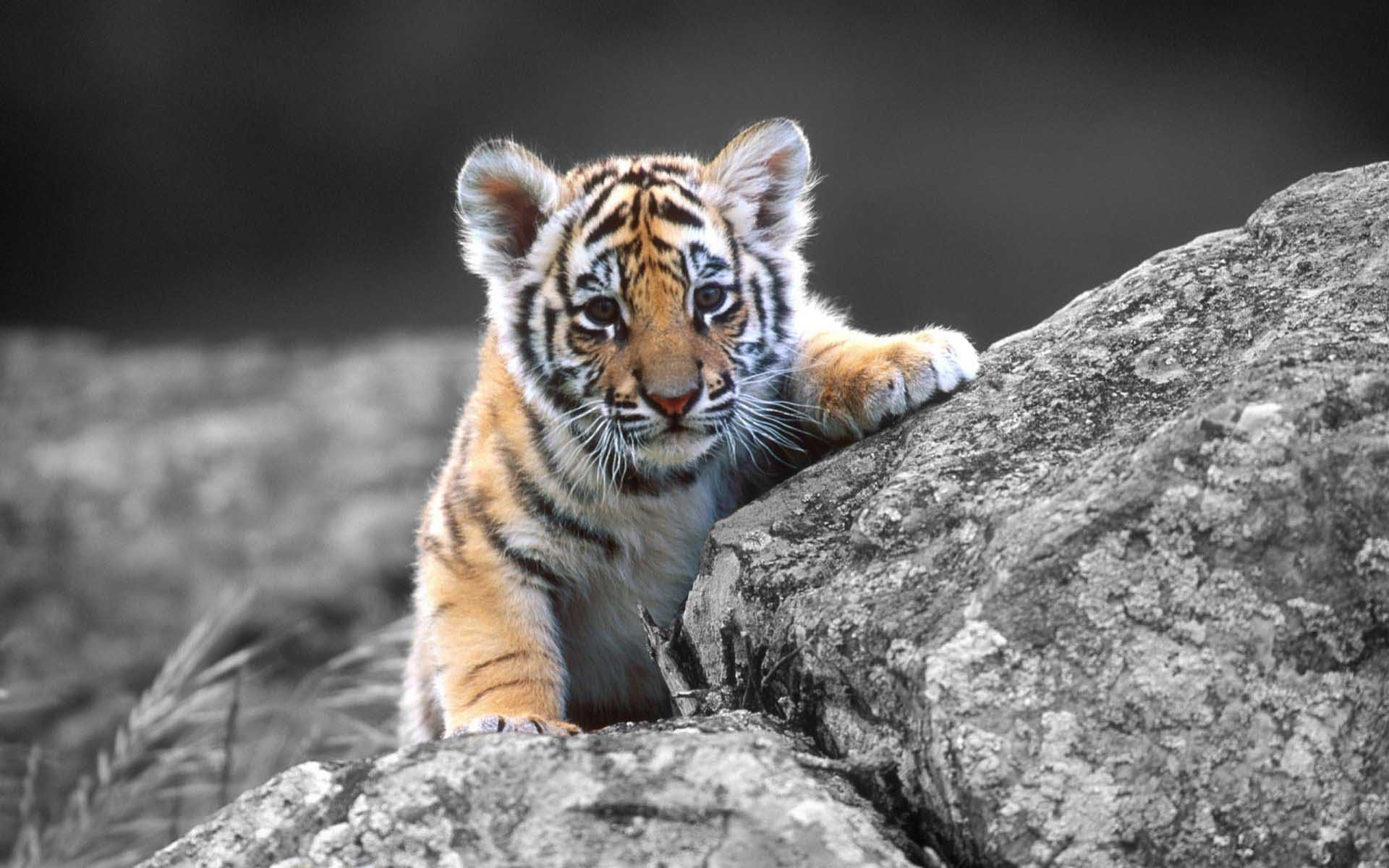 Design Desktop Bengal Tigers Wallpaper Dowload