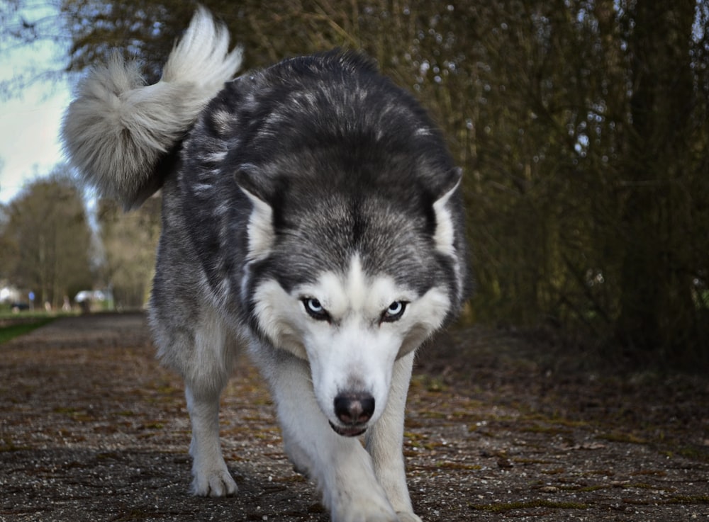 Wolf Dog Pictures Image