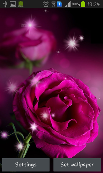 Pink Roses Live Wallpaper For Android