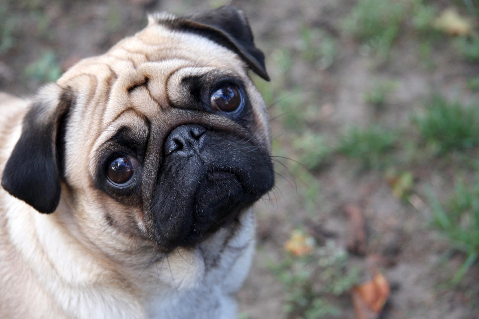 All Wallpapers Pug Dog Hd Wallpapers 1600x1067