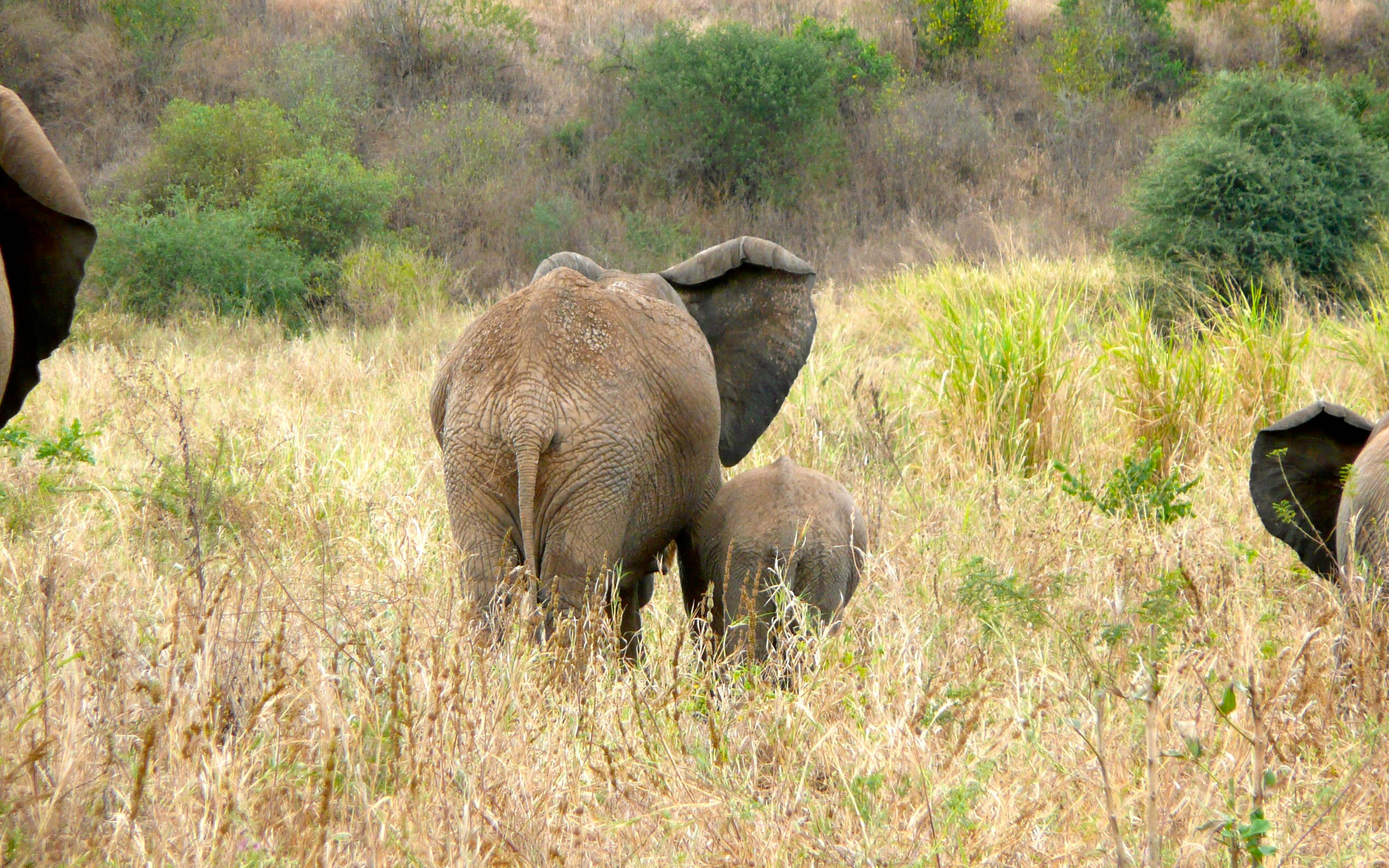 African Animals Tall Grass Wallpaper