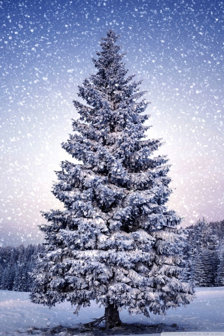 Xmas Tree 4k HD Desktop Wallpaper For Ultra Tv