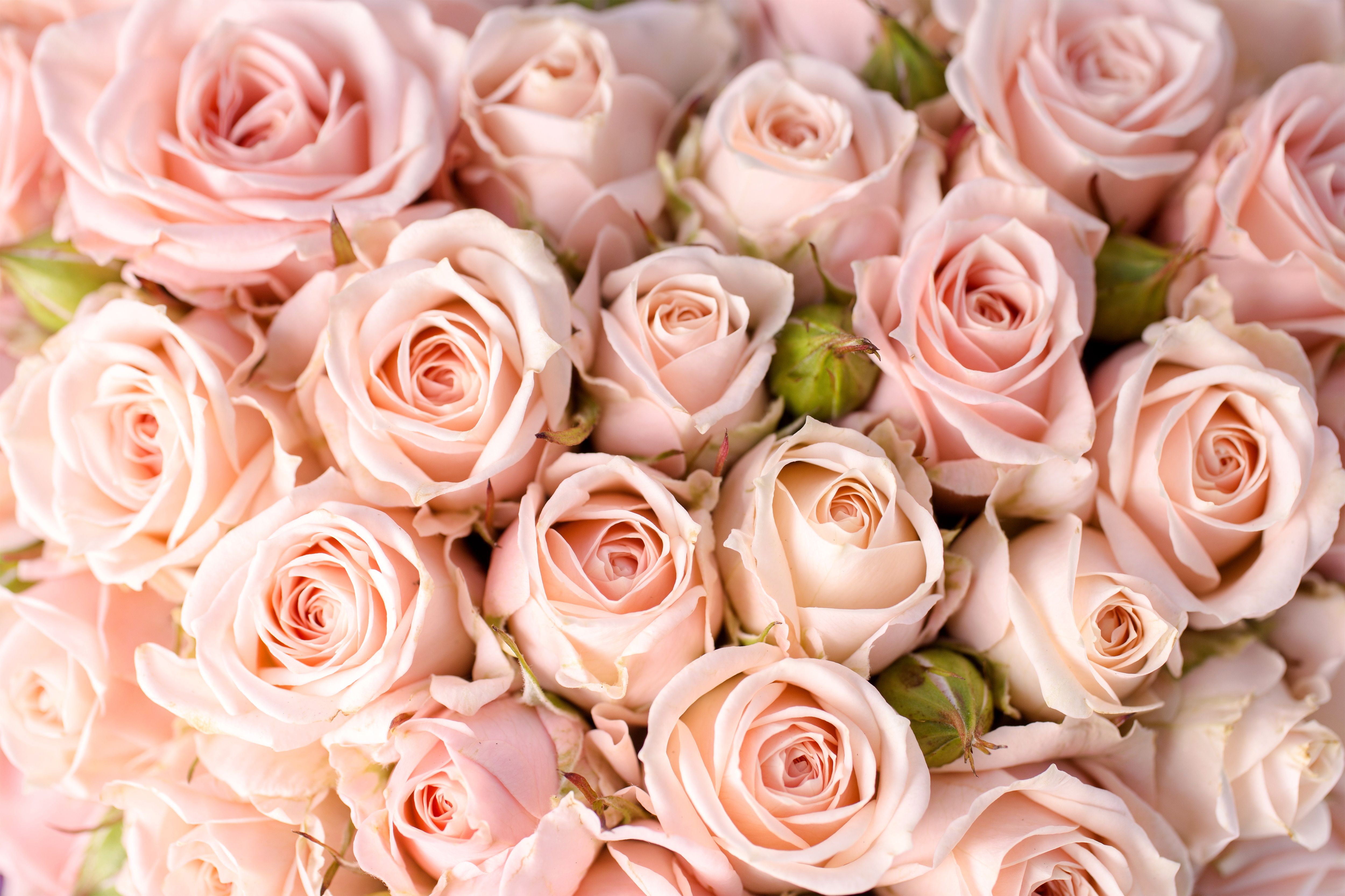 Delicate Beautiful Roses Background Gallery Yopriceville   High